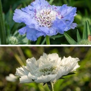 Kaukasiantörmäkukka (Scabiosa caucasica ) – yläosassa sininen ja alaosassa valkoinen kaukasiantörmäkukka.