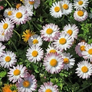 Kaunokainen – Bellis (Bellis perennis) – vaaleanpunaiset ja valkoiset kukat keltaisella keskustalla.