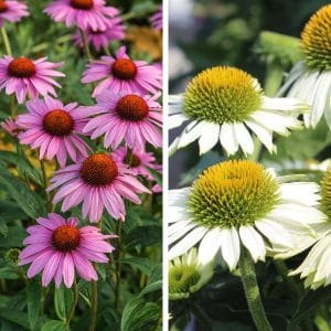 Kaunopunahattu (Echinacea purpurea) – Röd rudbeckia – valkoisia, pinkkejä ja puna-violetteja sävyjä.