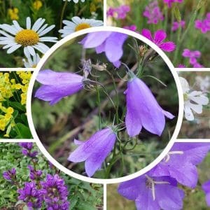 Kelloniitty siemenseos – Kollaasi kelloniityn siemenseoksen kasveista.