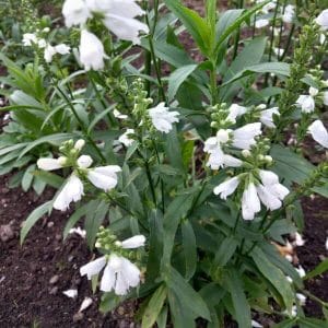 Kellopeippi (Physostegia virginiana) – Drakmynta – valkoiset kellomaiset kukat ja vihreät lehdet.