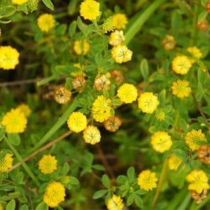 Kelta-apila (Trifolium aureum) – kirkkaankeltaisia pieniä kukintoja tiheässä kasvustossa vihreällä taustalla.