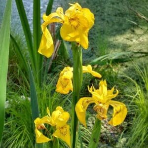 Keltakurjenmiekka – Iris pseudacorus – Svärdslilja kukkii kirkkaankeltaisin kukin kostealla kasvupaikalla.