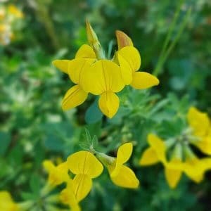 Keltamaite (Lotus corniculatus) kirkkaankeltainen kukka lähikuvassa, taustalla vehreitä lehtiä.