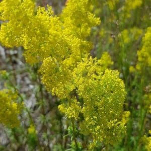 Keltamatara – Galium verum – Gulmåra frön – Luonnonkukkien siemenet.