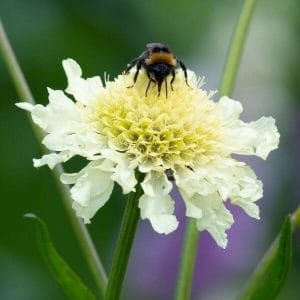 Keltatörmäkukka (Scabiosa ochroleuca), vaalea kukinto, jonka päällä istuu mustakeltainen kimalainen vihreällä taustalla.