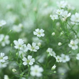 Kesäharso (Gypsophila elegans, Sommarslöja) – herkät, pienet valkoiset kukat kevyessä ja ilmavassa kasvustossa.