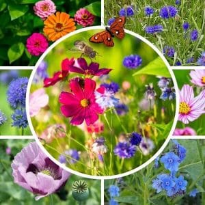 Yksivuotinen kesäkukkaseos perhosille ja pörriäisille – värikkäitä kosmoskukkia, ruiskukkia, unikoita ja muita kukkia.