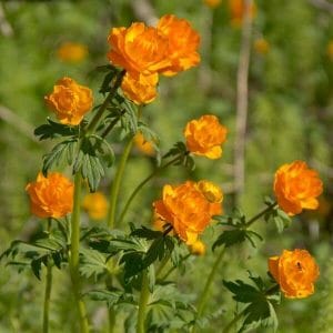 Kesäkullero (Trollius chinensis) kukkii upeilla oranssinkeltaisilla kukilla vehreässä ympäristössä.