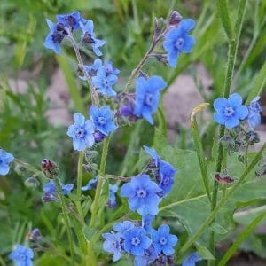 Kesälemmikki eli Tiibetinkoirankieli (Cynoglossum amabile) – siniset kukat lähikuvassa, taustalla vihreitä lehtiä.