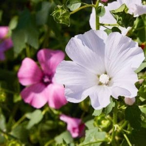 Kesämalvikki (Lavatera trimestris) – sekoitus vaaleanpunaisia ja valkoisia kesäkukkia.
