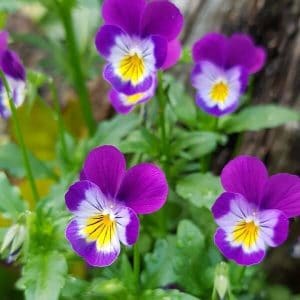 Keto-orvokiki (Viola tricolor) värikkäät kukat, joissa violettia, valkoista ja keltaista, vihreän taustan keskellä.