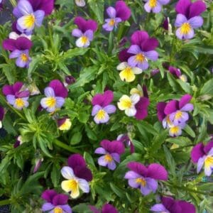 Keto-orvokki (Viola tricolor) kukkii runsaasti violetin, vaaleansinisen, valkoisen ja keltaisen sävyisillä kukilla.
