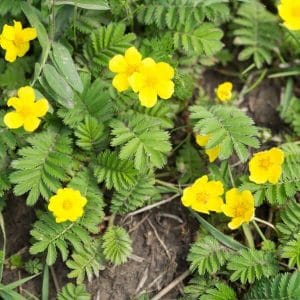 Ketohanhikki (Potentilla anserina) – matala, maanpeitteenä käytettävä keltakukkainen kasvi.