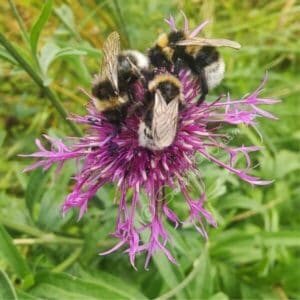 Ketokaunokki (Centaurea scabiosa, Väddklint) kukkii violetinpunaisin kukin ja houkuttelee kimalaisia.