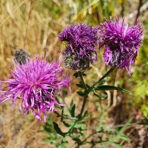 Ketokaunokki (Centaurea scabiosa), kirkkaanvioletit kukat ja vihreät lehdet kuivassa niittymaisemassa.