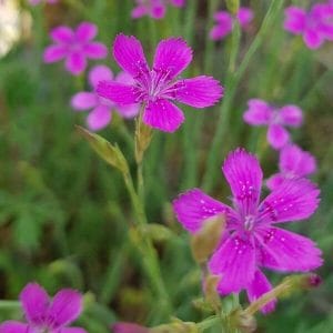 Ketoneilikka (Dianthus deltoides) kirkkaanpinkit kukat vihreää taustaa vasten.