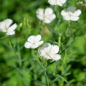 Ketoneilikka valkoinen (Dianthus deltoides Albus) – perenna, jolla on puhtaan valkoiset kukat.