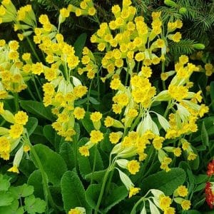 Kevätesikko (Primula veris) kukkii runsaasti keltaisina lehtimaton yläpuolella.