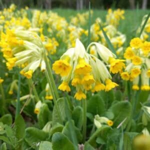 Kevätesikko (Primula veris) kukkii tiheästi keltaisin kukin ja vihrein lehdin niityllä.