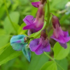 Kevätlinnunherne (Lathyrus vernus) kukat lähikuvassa, violetin ja sinertävän sävyissä.