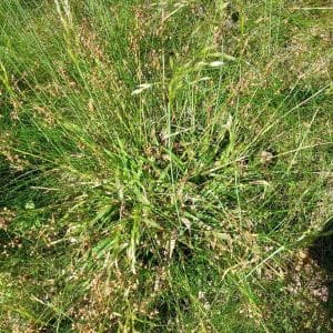 Kevätpiippo (Luzula pilosa, Vårfryle) – vihreälehtinen maanpeittokasvi, joka viihtyy varjoisilla kasvupaikoilla