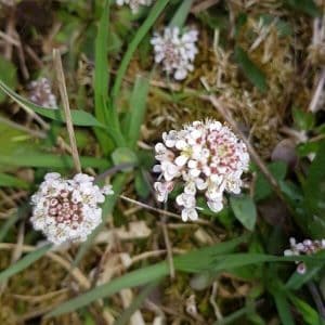 Kevättaskuruoho / Ketotaskuruho (Thlapsi caerulescens) kukkii vaatimattomasti luonnonkasvustossa.