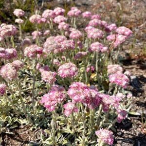 Kissankäpälä (Antennaria dioica) emikukkineen, jotka ovat vaaleanpunaisia ja pörröisiä kuivalla kasvupaikalla.