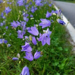 Kissankello (Campanula rotundifolia) kukkii sinivioletein kellokukin tienpientareella.
