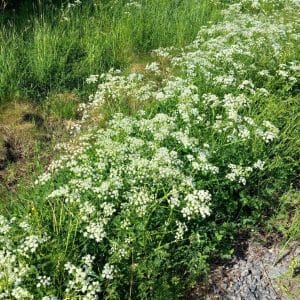 Koiranputki (Anthriscus sylvestris) – valkokukkainen luonnonkasvi muodostaa reheviä kasvustoja niityille ja pientareille.