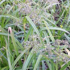 Korpikaisla (Scirpus sylvaticus, Skogssäv) – kosteikkokasvi, jolla on näyttävät vihreät lehdet ja ilmavat kukinnot.