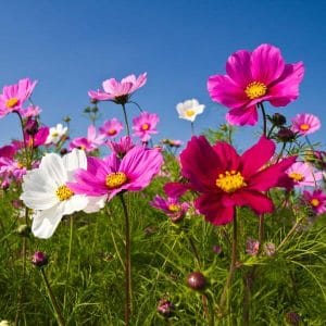 Kosmoskukkia (Cosmos bipinnatus) – värikkäitä kukkia sinistä taivasta vasten.