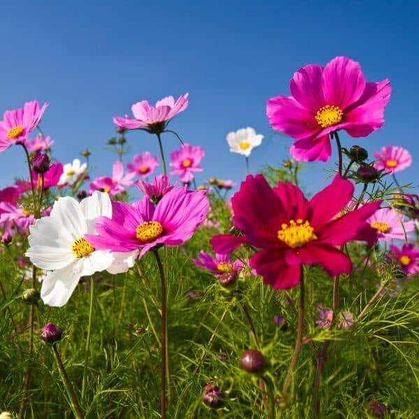 Kosmoskukka Cosmos Bipinnatus Siemenet