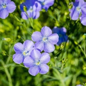 Pellava (kuitu- ja öljypellava) – Linum usitatissimum – vaaleansinisiä kuitupellavan kukkia. Pellavan siemenet.