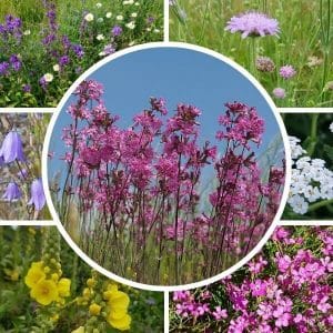 Kuiva niitty siemenseos lajitelma – Kollaasi kuivan niityn siemenseoksen kasveista, keskellä mäkitervakko.