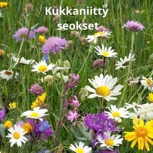 Niittykukkia, kuten päivänkakkaroita, vaaleanvioletteja ja keltaisia kukkia vihreällä taustalla.