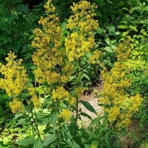 Kultapiisku (Solidago virgaurea) – Kirkkaan keltakukkaiset kultapiiskut kasvavat rehevällä vihreällä alueella.