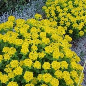 Kultatyräkki (Euphorbia polychroma) tiiviinä ryhminä keltaisessa kukinnassa.