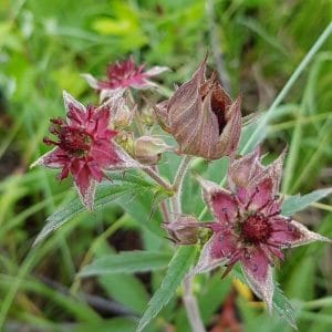 Kurjenjalka (Comarum palustre, aiemmin Potentilla palustris) tummanpunaisine kukkineen kosteikon vehreässä ympäristössä.