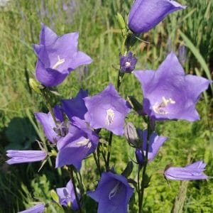 Kurjenkello (Campanula persicifolia), lähikuva sinisistä kukista, jotka nousevat sirojen varsien päässä.