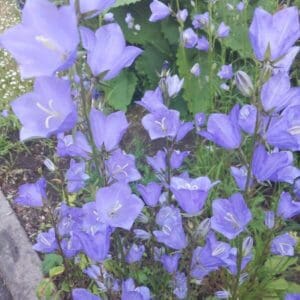 Kurjenkello (Campanula persicifolia) kukkii runsaasti suurin sinivioletein kellokukin luonnonmukaisessa istutuksessa.