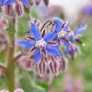 Kurkkuyrtti (Borago officinalis) – lähikuva sinisestä tähdenmuotoisesta kukasta.
