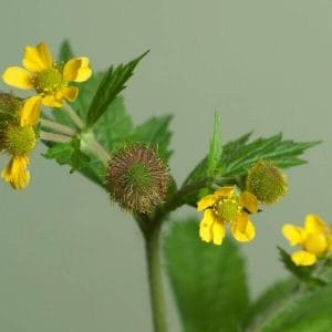 Kyläkellukka (Geum urbanum) – lähikuva keltaisista kukista ja piikikkäistä hedelmistä vihreää taustaa vasten.