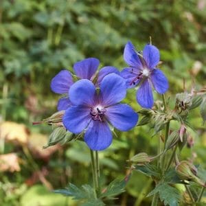 Kyläkurjenpolvi (Geranium pratense) sinivioletit kukat lähikuvassa, kasvamassa luonnonvaraisessa ympäristössä.