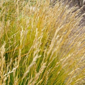 Lampaannata (Festuca ovina) – Fårsvingel – suojaheinä kukkaniityille.