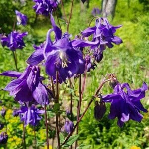 Lehtoakileija eli Akileija (Aquilegia vulgaris) tummansiniset kukat hehkuvat luonnonvalossa.