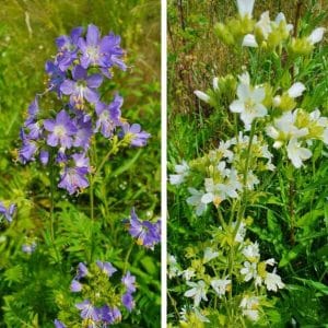 Lehtosinilatva (Polemonium caeruleum) – sinisiä ja valkoisia kukkavarsia luonnonkasvustossa.
