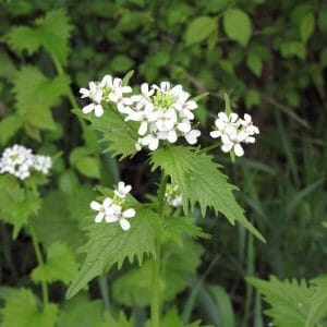 Litulaukka (Alliaria petiolata) – valkoisia pieniä kukkia vihreiden, hammastettujen lehtien keskellä.
