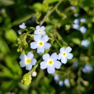 Luhtalemmikki (Myosotis scorpioides) kosteikolla, hennot vaaleansiniset kukat keltaisella keskustalla.