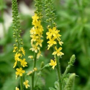 Maarianverijuuri (Agrimonia eupatoria) – keltaisia kukkia vihreässä ympäristössä.